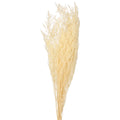 Preserved Dried White Caspia Flower