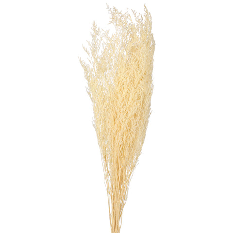 Preserved Dried White Caspia Flower