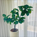 Yucca indoor decor