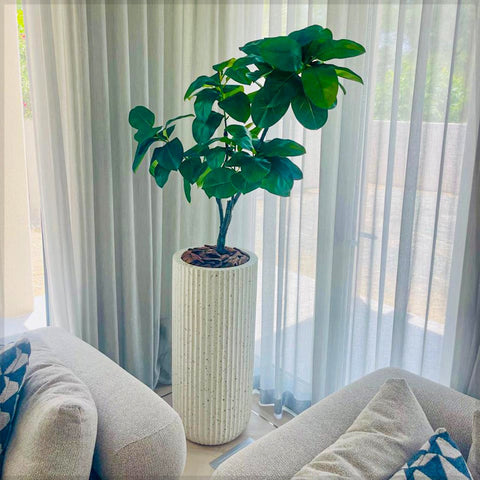 Fiddle leaf fig decor