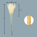Fluffy White Pampas Plumes