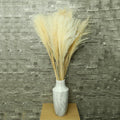 Pampas Grass for Home Styling