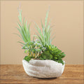 Hands of nature succulent arrangement