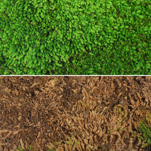 Preserved Dried Moss Pieces (1 Box)