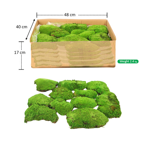 Preserved Dried Moss Pieces (1 Box)