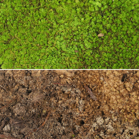 Preserved Dried Moss Pieces (1 Box)