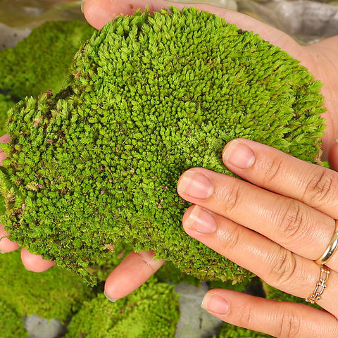 Preserved Dried Moss Pieces (1 Box)