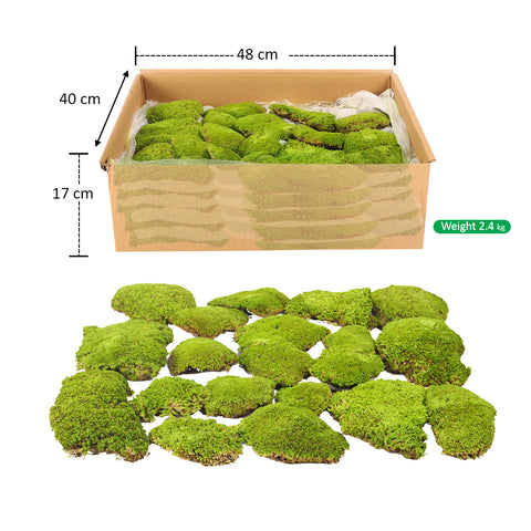 Preserved Dried Moss Pieces (1 Box)