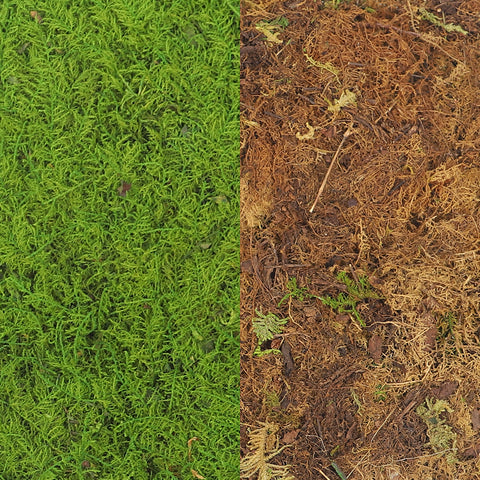 Preserved Dried Moss Sheet (1 Box )