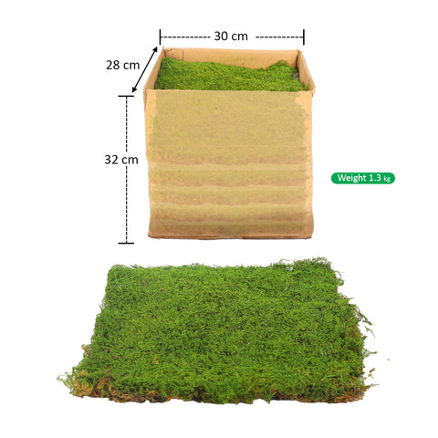 Preserved Dried Moss Sheet (1 Box )