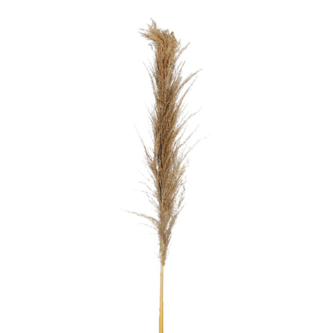 Gray dried pampas grass stems
