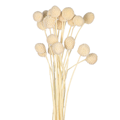Natural Dried Craspedia Flower