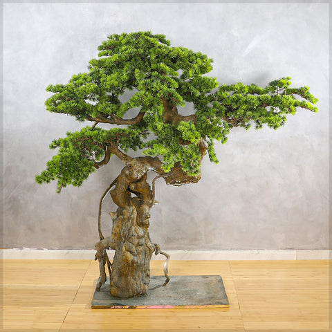Artificial Cypres Pine Bonsai Plant 155cm Tall