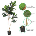 Rubber plant indoor