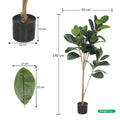 Rubber plant tall
