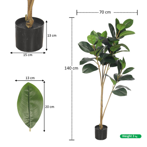 Rubber plant tall
