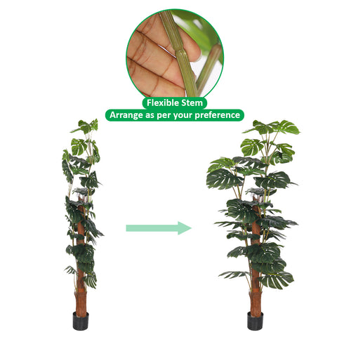 low maintenance plant