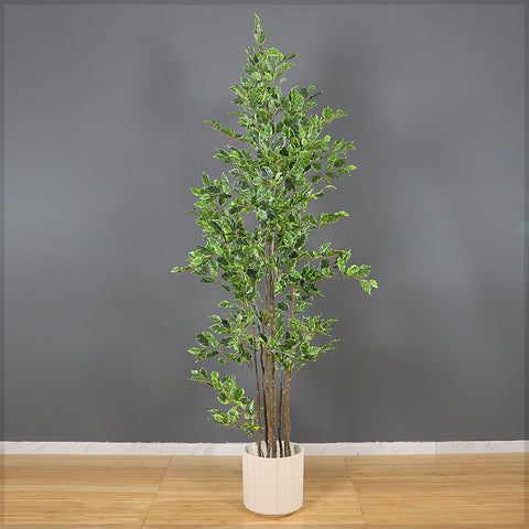 W-Green Artificial Ficus Plant 220cm Tall in Black Pot (Cream Plastic Pot not Included)