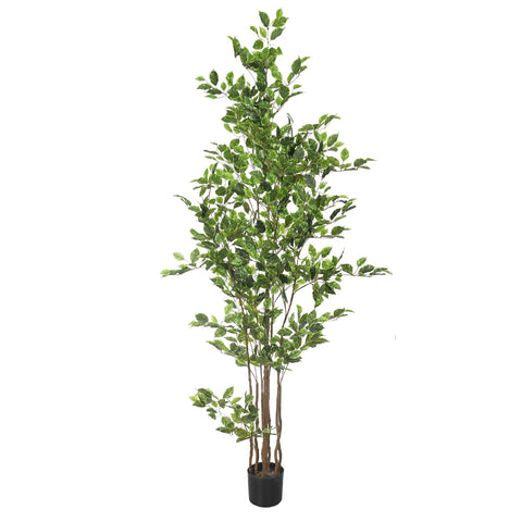 W-Green Artificial Ficus Plant 220cm Tall in Black Pot (Cream Plastic Pot not Included)