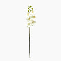 mini white phalaenopsis flowers