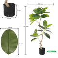 Ficus Tree