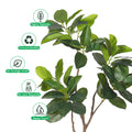Realistic Ficus Plant