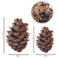 natural pine cones