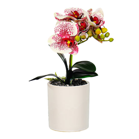 Potted orchid flower arrangement