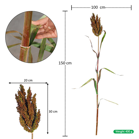 sorghum stem