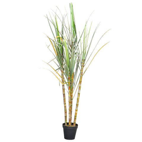 Saccharum Officinarum Sugarcane Artificial Plant