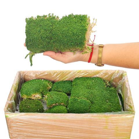 Preserved Pole Moss (1 Box)