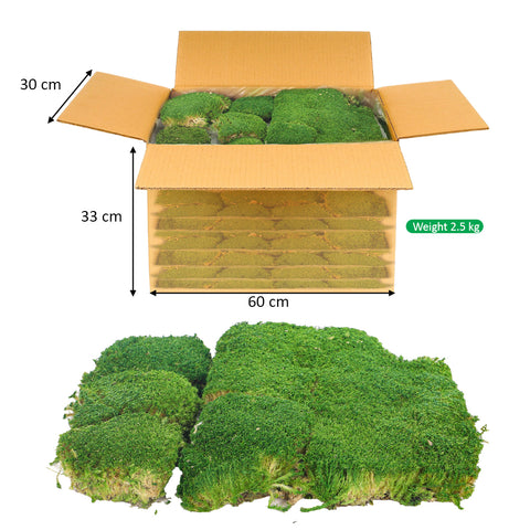 Preserved Pole Moss (1 Box)