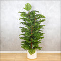 tropical leaf decor