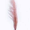 Dried Reed Pampas Grass Pink