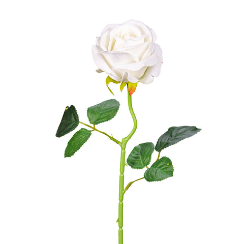 Single White Rose for Floral Arrangements