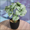 Buy Small Green Syngonium in Dubai