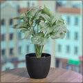Small Green Syngonium Plant