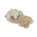 Coastal décor natural shells