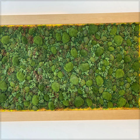 Tranquil Forest Canopy A Mossy Canvas for display purposes only (non-sale)