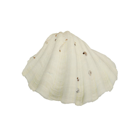 Crafting sea shells