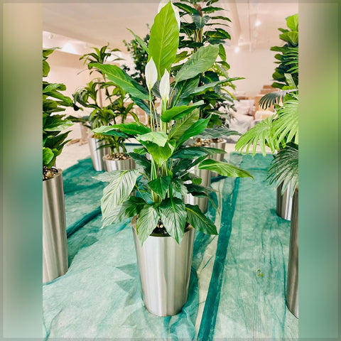 Urban Oasis Green Serenity for display purposes only (non-sale)