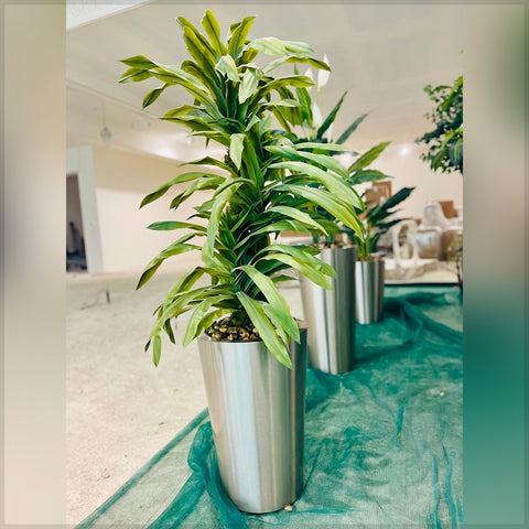 Urban Oasis Green Serenity for display purposes only (non-sale)
