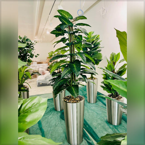 Urban Oasis Green Serenity for display purposes only (non-sale)