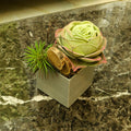 Low-Maintenance Potted Succulent