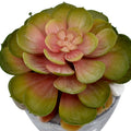 Faux Pink Succulent in Decorative Pot