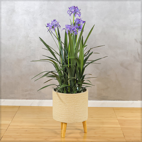 Artificial Agapanthus Plant 88cm Tall