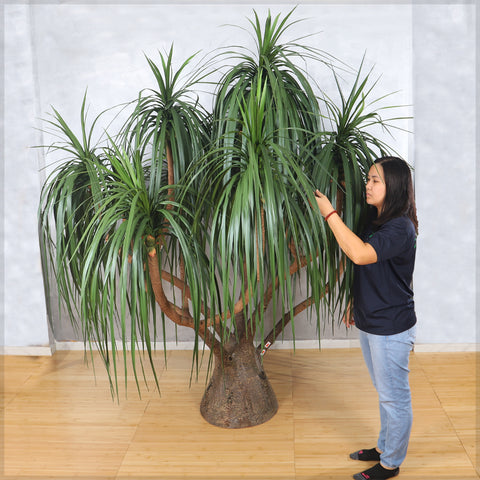 Artificial Pony Tail  Plant