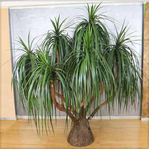 Artificial Pony Tail  Plant