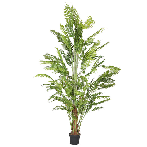 alsophila spinulosa fake fern