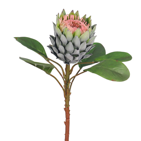 realistic king protea stem
